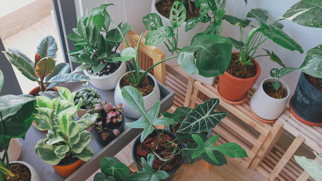 Beginner Gardening Guide
