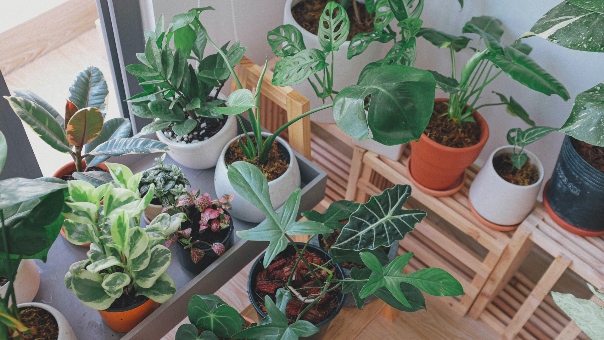 Beginner Gardening Guide